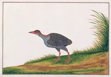 Slaty-breasted Rail, från Drawings of Birds from Malacca, c.1805-18 (wc på papper)